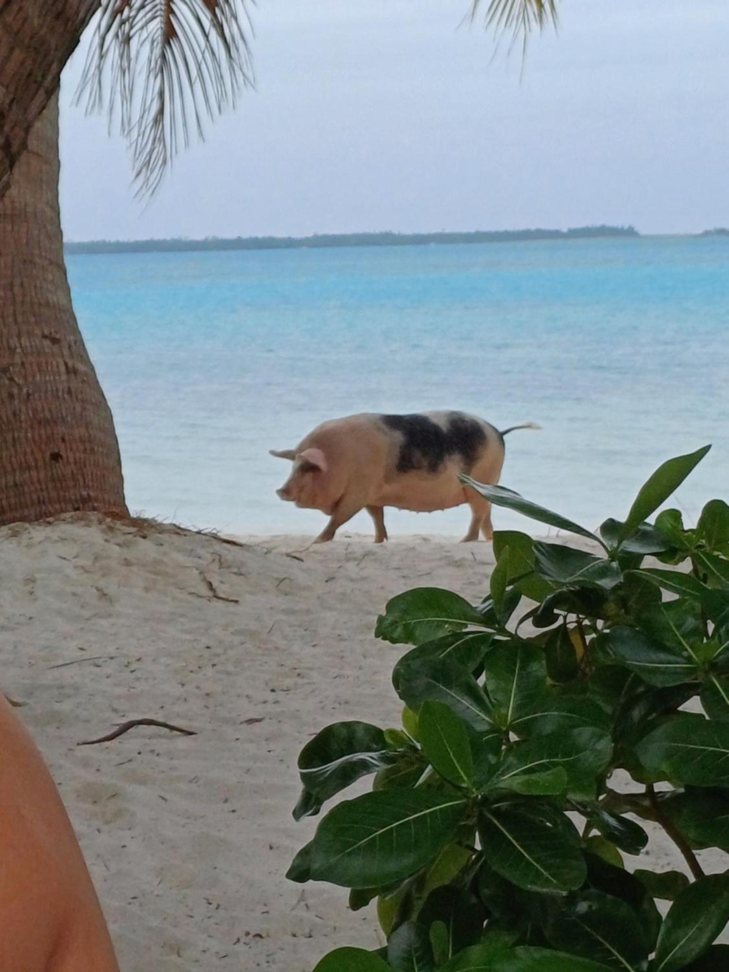 Poemanahere Island Camping A Maupiti Te-Fare-Arii Kültér fotó